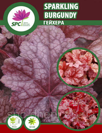 Гейхера Spakling Burgundy, фото 2