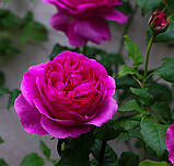 Троянда Янг Лісідас. (вв). Англійська троянда, фото 3