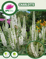 Вероніка Charlotte