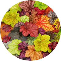 Гейхера,гейхерелла,тиарелла