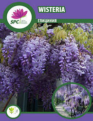 Гліцинія Wisteria
