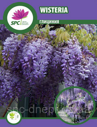 Гліцинія Wisteria, фото 2