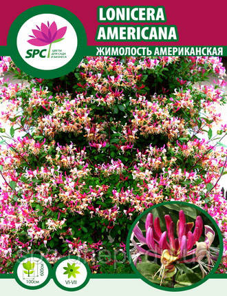 Жимолость Американська Lonicera Americana