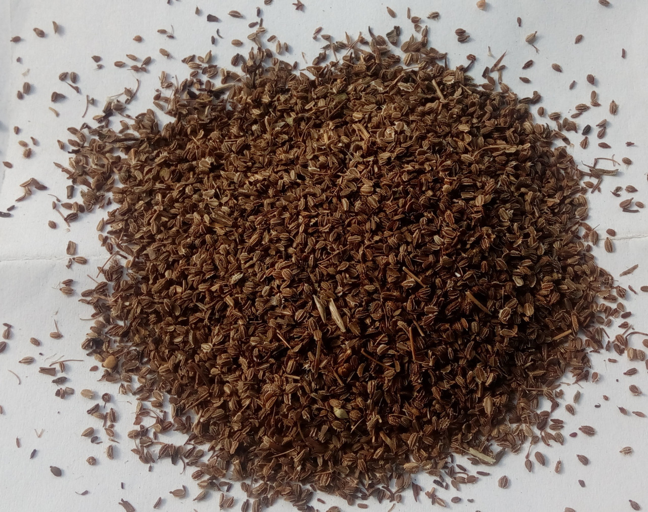 Дика морква (насіння), 1кг., фото 1