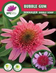 Ехінацея Bubble Gum