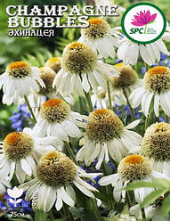 Ехінацея Champagne Bubbles