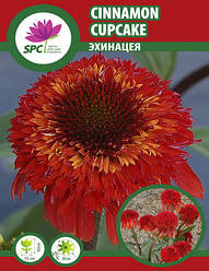 Ехінацея Cinnamon Cupcake