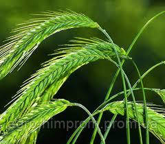 Насіння гібридної жита КВС Магнифико / Насіння Жита КВС Магніфіко