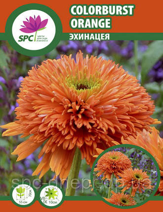 Ехінацея Colorburst Orange, фото 2