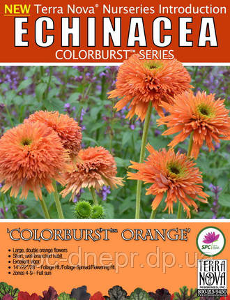 Ехінацея Colorburst Orange, фото 2