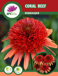 Ехінацея Coral Reef