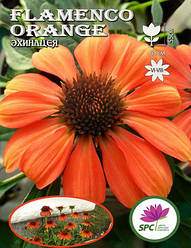 Ехінацея Flamenco Orange