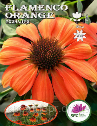 Эхинацея Flamenco Orange, фото 2