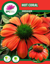 Ехінацея Hot Coral