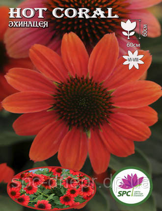 Ехінацея Hot Coral, фото 3