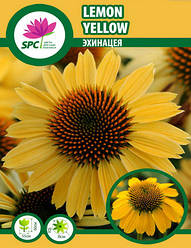 Ехінацея Lemon Yellow