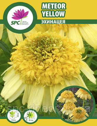 Ехінацея Meteor Yellow, фото 2