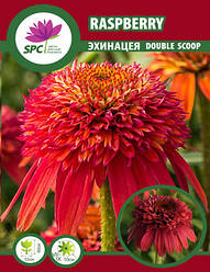 Ехінацея Raspberry