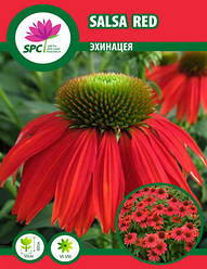 Ехінацея Salsa Red
