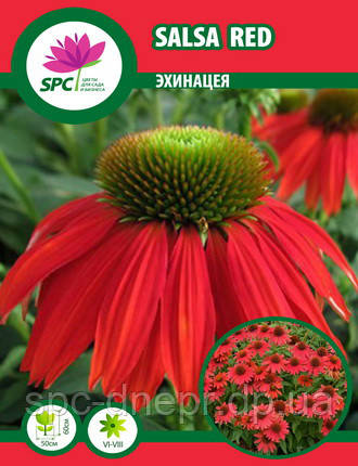 Ехінацея Salsa Red, фото 1