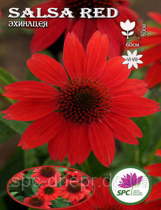 Ехінацея Salsa Red, фото 3