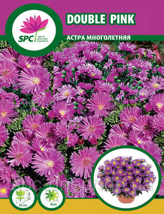 Астра багаторічна Double Pink, фото 1