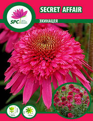 Ехінацея Secret Affair
