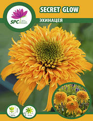 Ехінацея Secret Glow