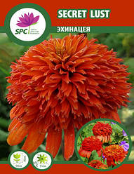 Ехінацея Secret Lust