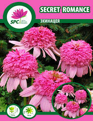 Ехінацея Secret Romance