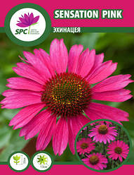 Ехінацея Sensation Pink