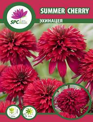 Ехінацея Summer Cherry