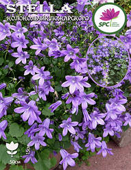 Дзвіночок Пожарського Stella