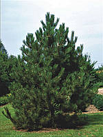 Сосна черная PINUS NIGRA C160L h-350/400