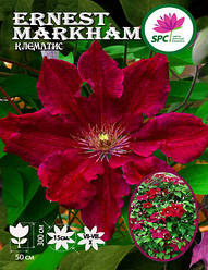 Клематис Ernest Markham