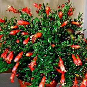 Гранат кімнатний Карфаген 1 рік (горщик), фото 1