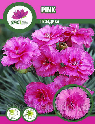 Гвоздика Double Pink, фото 2
