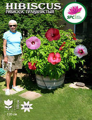 Гібіскус трав'янистий(асортимент)