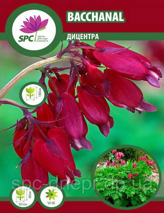 Дицентра Bacchanal, фото 2
