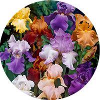 Ірис бородатий+сибірський