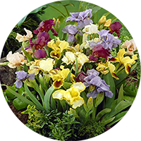 Ірис карликовий