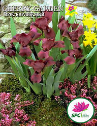 Ірис карликовий Cherry Garden