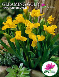 Ірис карликовий Gleming Gold