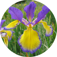 Спурия ірис