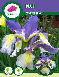 Спурія ірис Blue