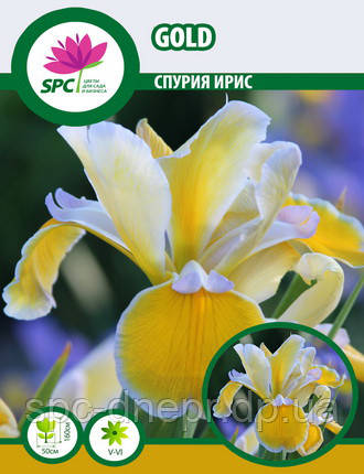 Спурія ірис Gold