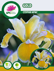 Спурія ірис Gold