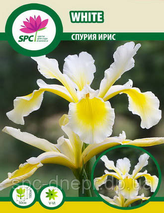 Спурія ірис White
