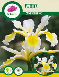 Спурія ірис White