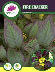Лізімахія (вербійськийник) Fire Cracker